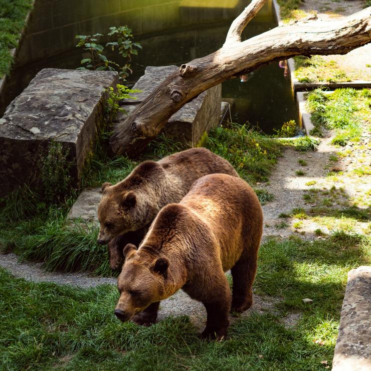 Two bears at Bern Bear Park