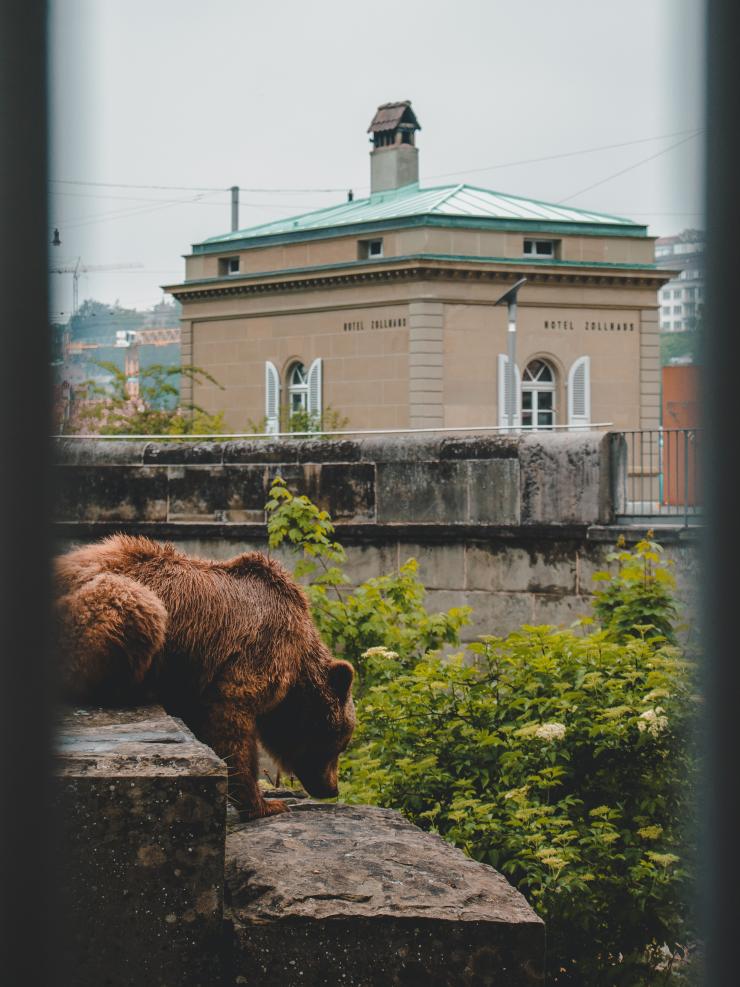 Zollhaus und der Bär