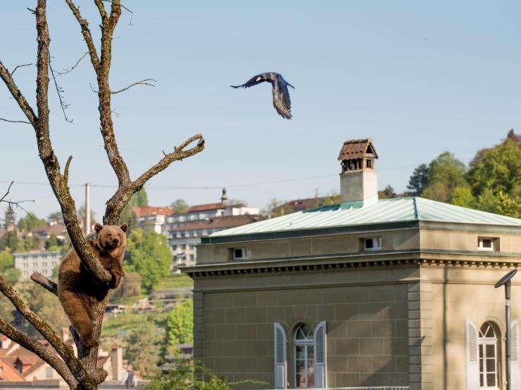 Bär und Zollhaus